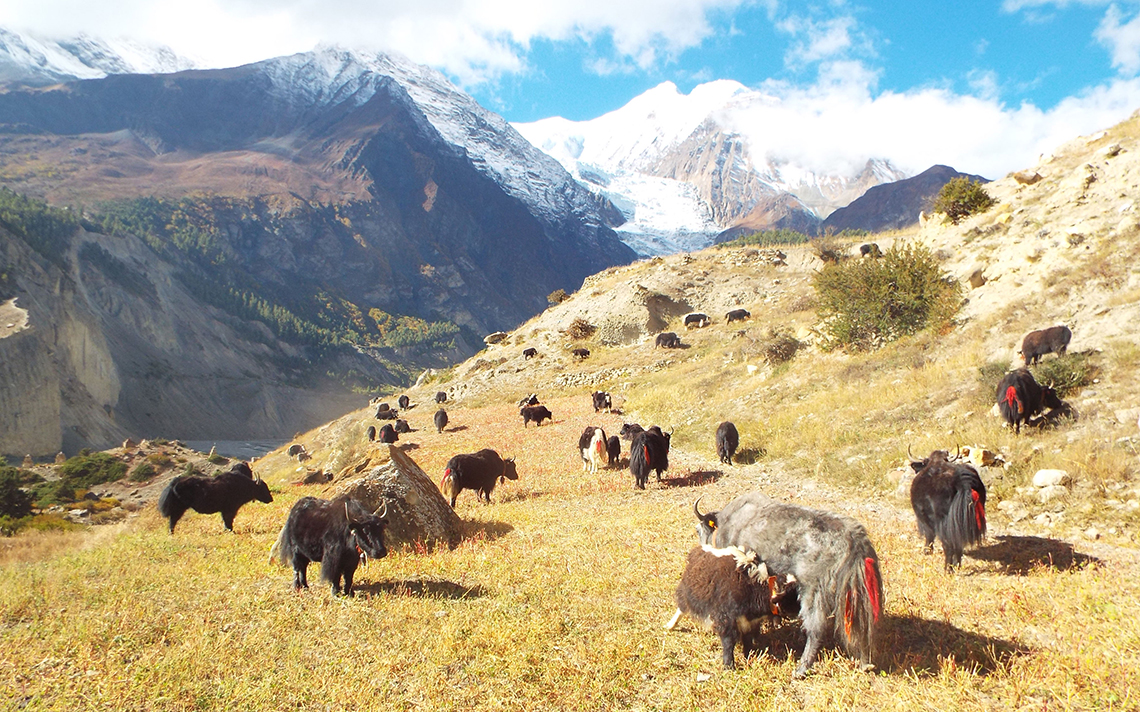 Advocating Debates in Policy Making for Yak Farmers' Interests and Enhancing Farmer Capacity thro